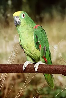 Fronted: Yellow Crowned / Yellow Fronted Amazon Parrot