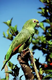 Francois Gohier: Yellow Crowned / Yellow Fronted Amazon Parrot