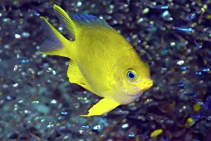 Damselfish: Yellow damselfish surrounded by jewel-like