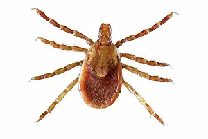 Tick: Yellow Dog Tick
