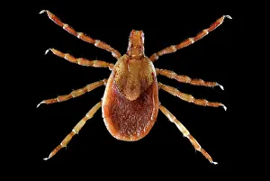 Tick: Yellow Dog Tick