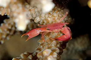 Trapezia: Yellow Dot Guard Crab