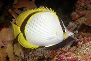 Butterflyfish: Yellow-dotted butterflyfish (Chaetodon selene)