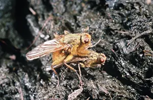 Dung: Yellow Dung FLIES - On Cow Dung - mating