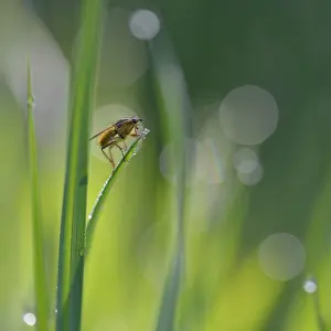 Dewdrops: Grass