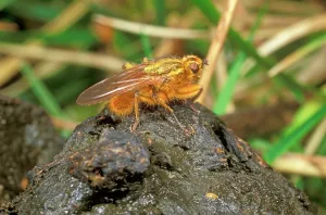 Faeces: YELLOW DUNG FLY - On sheep dung