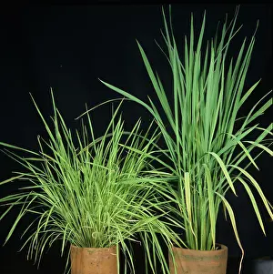 Experiment: Yellow dwarf virus in rice