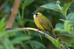 Bulbul: Yellow-eared Bulbul - on branch amongst leaves