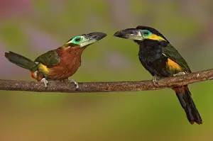 Selenidera: Yellow-eared Toucanet pair