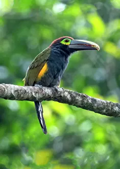 Jim Zipp: Yellow-eared Toucanet, Selenidera spectabilis. The