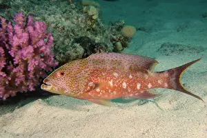 Grouper: Yellow-edged lyretail (Variola louti), House Reef