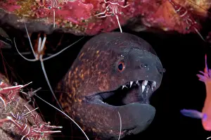 Dancing: Yellow-edged Moray Eel - being cleaned by Hump-back