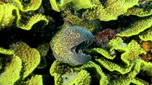200722: Yellow Edged Moray Eel (Gymnothorax flavimarginatus)