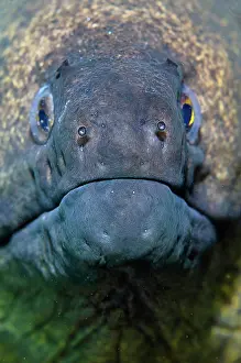 Moray: Yellow-edged Moray Eel - Jemeluk Bay Dropoff dive
