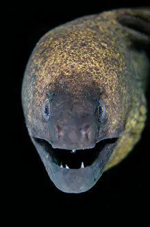 Moray: Yellow-edged Moray Eel - with open mouth - Jemeluk