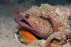 Flavimarginatus: Yellow-edged moray (Gymnothorax flavimarginatus)