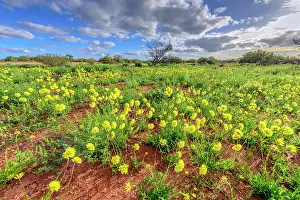 Unescos: Yellow everlasting massive bloom in southern spring