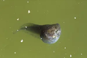 Polliwog: Yellow-eye Leaf Frog Tadpole