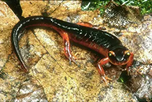 Radiation: Yellow-eyed Ensatina