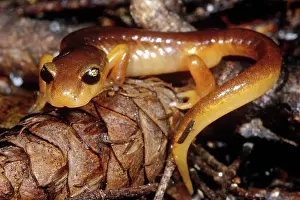 Eschscholtzii: Yellow-eyed Ensatina