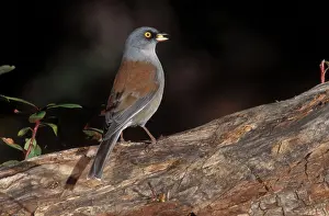 Junco: Yellow-Eyed Junco