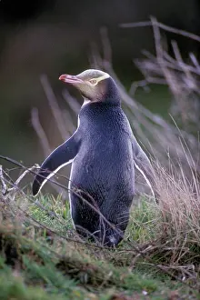 Antipodes: Yellow-eyed Penguin