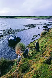Antipodes: Yellow-eyed Penguin
