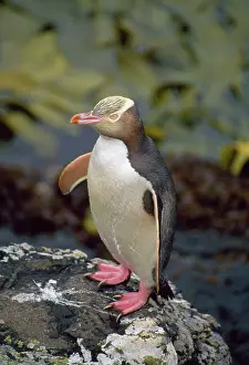 Antipodes: Yellow-eyed Penguin