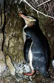 Antipodes: Yellow-eyed PENGUIN