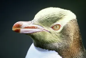 Antipodes: Yellow-eyed Penguin