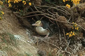 Antipodes: Yellow-eyed Penguin