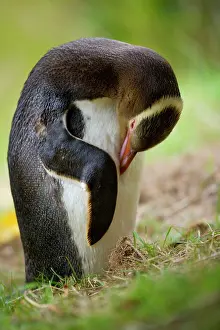 Antipodes: Yellow-eyed Penguin - adult arranging and cleaning