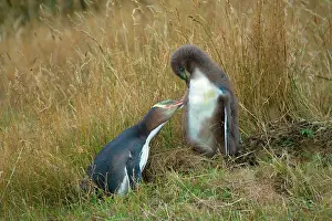 Interacting: Yellow-eyed Penguin - adult and chick interacting