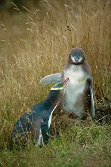 Interacting: Yellow-eyed Penguin - adult and chick interacting