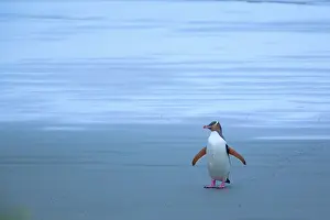 Antipodes: Yellow-eyed Penguin - adult coming ashore at dusk