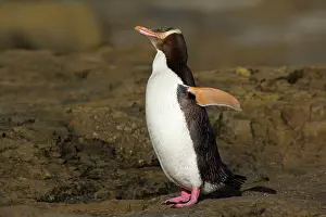 Antipodes: Yellow-eyed Penguin - adult flapping and drying