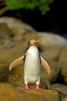 Antipodes: Yellow-eyed Penguin - adult flapping and drying