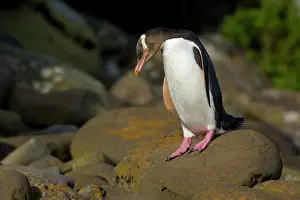 Antipodes: Yellow-eyed Penguin - adult about to hop over rocks