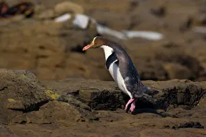 Antipodes: Yellow-eyed Penguin - adult hopping over rocks
