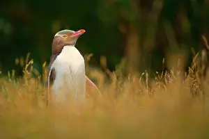 Yellow-eyed Penguin - adult standing amidst coastal