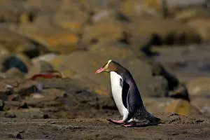 Antipodes: Yellow-eyed Penguin - adult walking over rocks