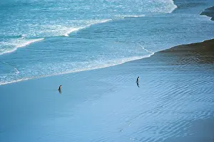 Antipodes: Yellow-eyed Penguin - two adults coming ashore