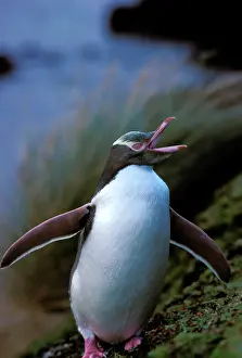 Antipodes: Yellow-eyed Penguin - Enderby Island