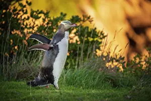 Antipodes: Yellow-eyed penguin (Megadyptes antipodes), Moeraki