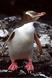 Webbed: YELLOW-EYED PENGUIN - on rock