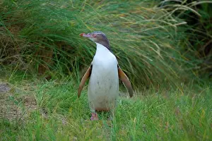 Antipodes: Yellow-eyed Penguin - young adult standing amidst