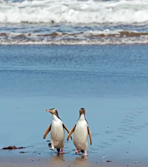 Antipodes: Yellow-eyed Penguins adults on the beach coming