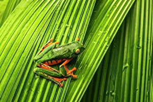 Alajuela Province: Yellow-eyed tree frog, La Paz Waterfall Gardens, Alajuela