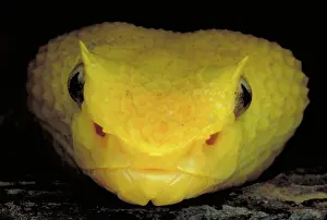 Organs: Yellow eyelash viper