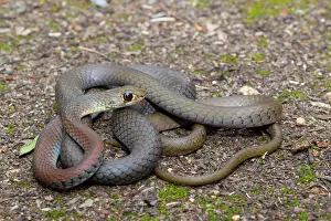 Psammophis: Yellow-face Whip Snake